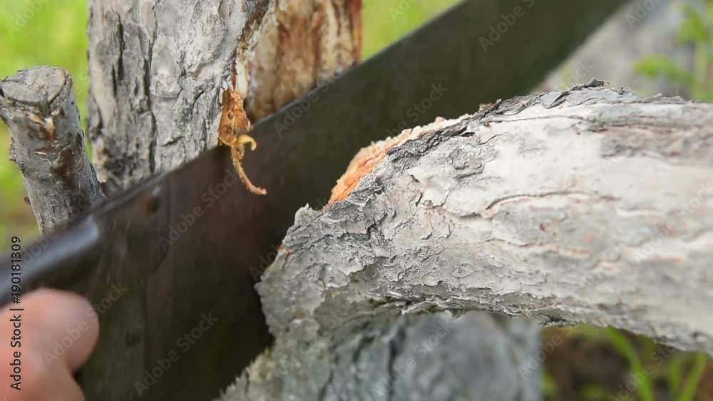 Close-up speed up shot of a man cutting off the branch of old tree with hand saw