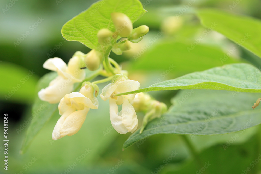 Fototapeta premium White flower of dwarf bean in ecofriendly country home garden.