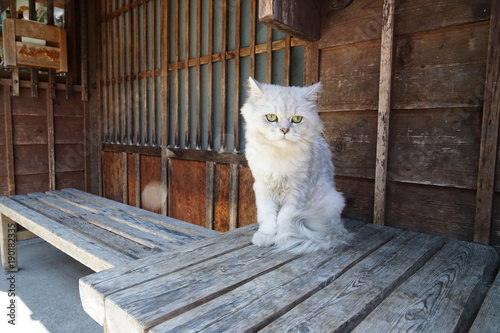 宿場町と猫 photo