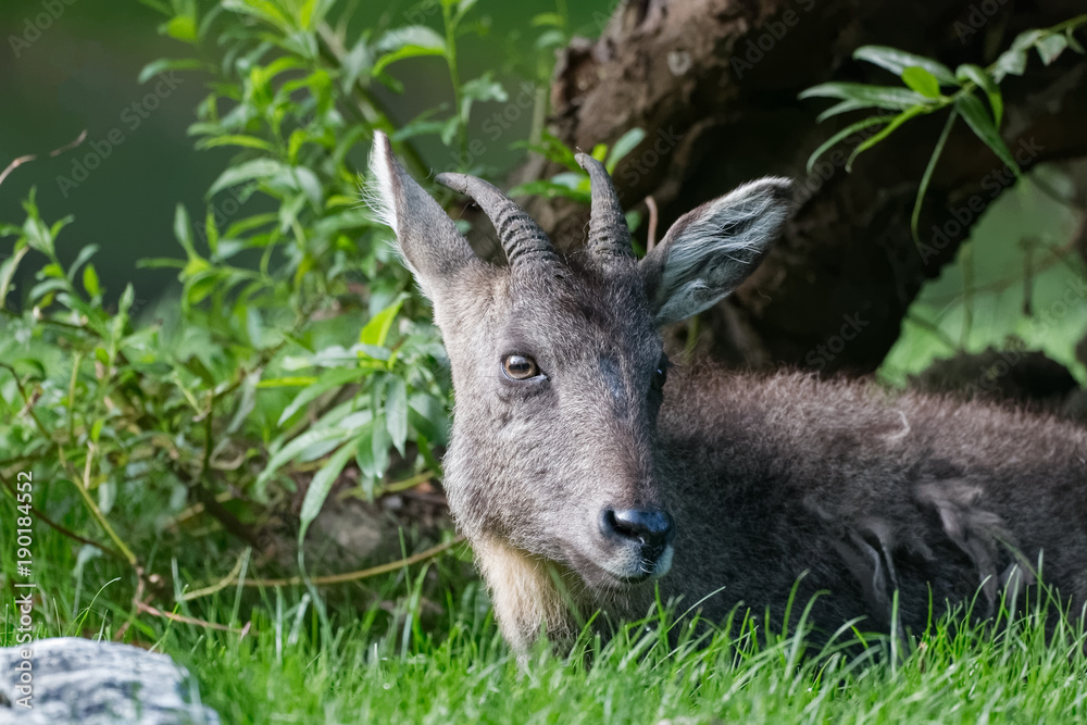 Fototapeta premium Goral chinois