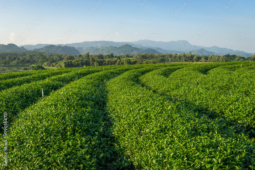 Green tea farm curve in Chiang Rai province, Thailand