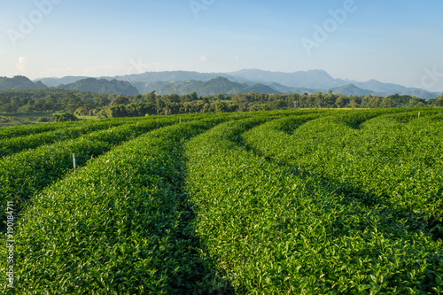 Green tea farm curve in Chiang Rai province, Thailand © skazzjy