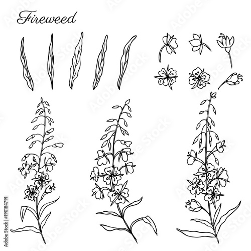Willow herb, Chamerion angustifolium, fireweed, rosebay hand drawn ink sketch botanical illustration, vector graphic flower collection, design bouquet for packaging tea, greeting card, medicine plant