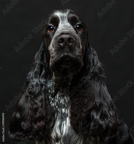 Foto English cocker spaniel dog on black background