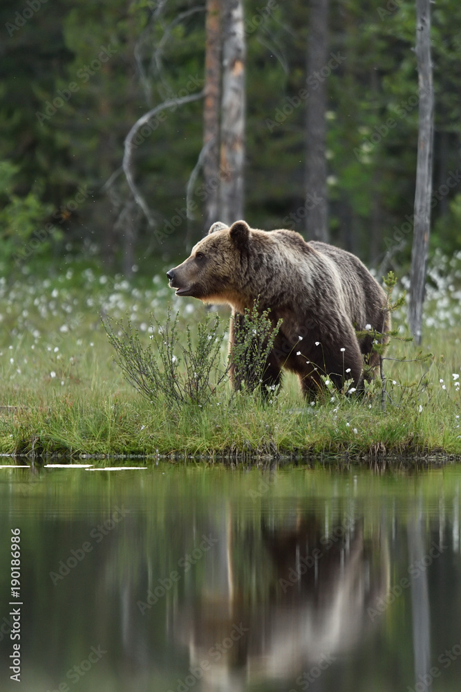 Bear next to water. Bear in the coast. Bear near the pond with reflection. Bear with reflection. Bear next to water. Bear in the coast. Bear near the pond with reflection. Bear with reflection.