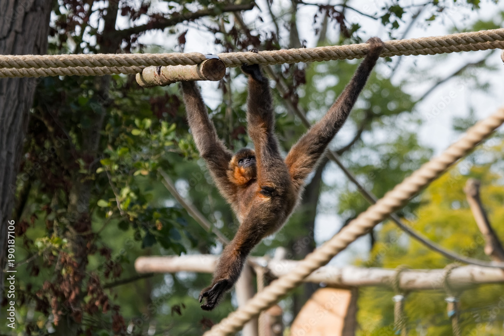 Gibbon a joues jaunes faisant une acrobatie Gibbon a joues jaunes faisant une acrobatie