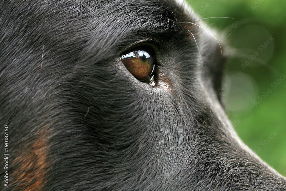 Eye dogs with reflection. Animal visual perception, macro photography. Eye dogs with reflection. Animal visual perception, macro photography.