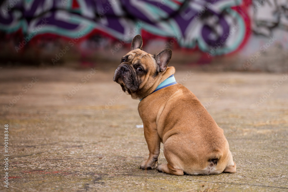 Beautiful French Bulldog Dog