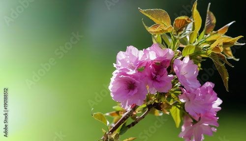 Branch of cherry blossoms.Beautiful soft focus with blurred background. Place for text on the left..Can be used as a postcard.