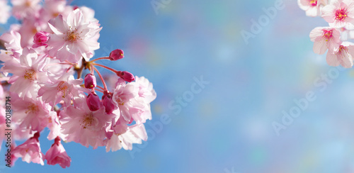 The branch of a cherry tree.Pink cherry blossoms on a branch with blue sky during a spring bloom.The background textures.Place for text.Can be used as a postcard.