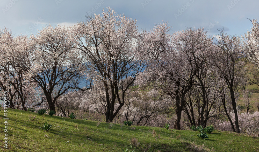 Blossoming almond trees in spring in the mountains.Uzbekistan. Blossoming almond trees in spring in the mountains.Uzbekistan.