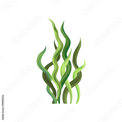 Underwater seaweed, aquatic marine algae plant vector Illustration