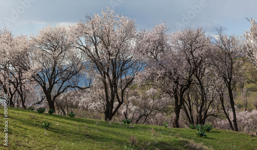 Blossoming almond trees in spring in the mountains.Uzbekistan.