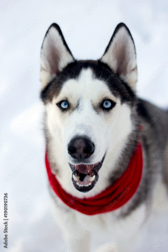 Husky dog in winter nature
