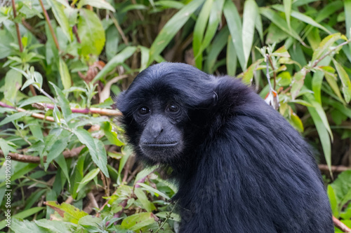 Jeune siamang en gros plan