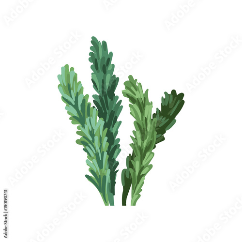 Aquatic marine algae plant, underwater seaweed vector Illustration