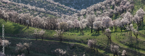 Panorama of a blooming garden with almond in the mountains of Uzbekistan.