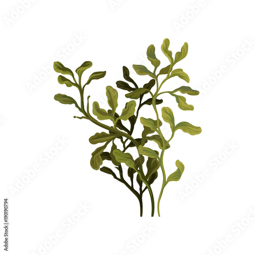 Green underwater seaweed, aquatic marine algae plant vector Illustration