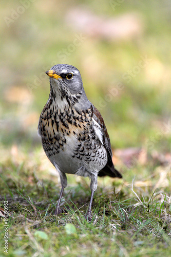 Single Fieldfare bird on grassy wetlands during a spring nesting period