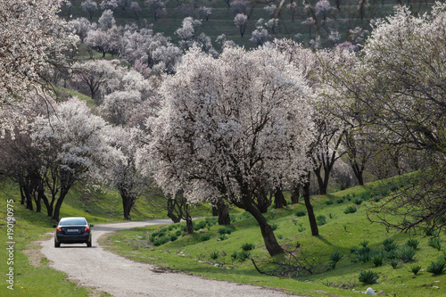 A blooming garden of almond in the mountains with a car on the road.Uzbekistan