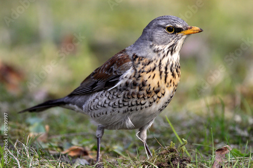 Single Fieldfare bird on grassy wetlands during a spring nesting period
