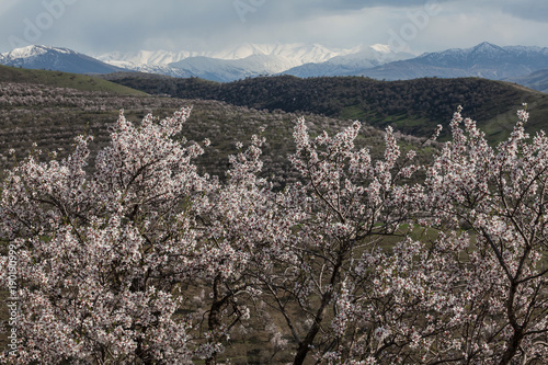 Blooming almond trees on the background of snowy mountains.Uzbekistan.