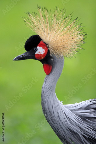 Single Grey Crowned Crane bird in zoological garden photo
