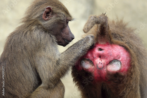 Family of Hamadryas baboons in zoological garden photo