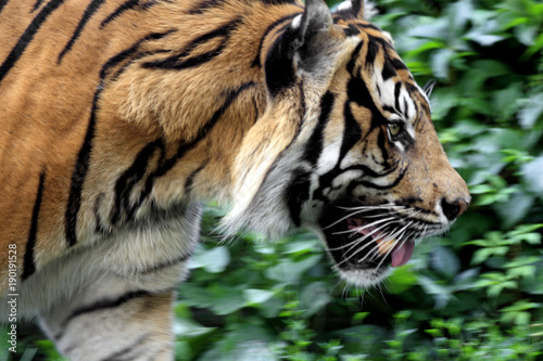 Single Sumatran Tiger in zoological garden