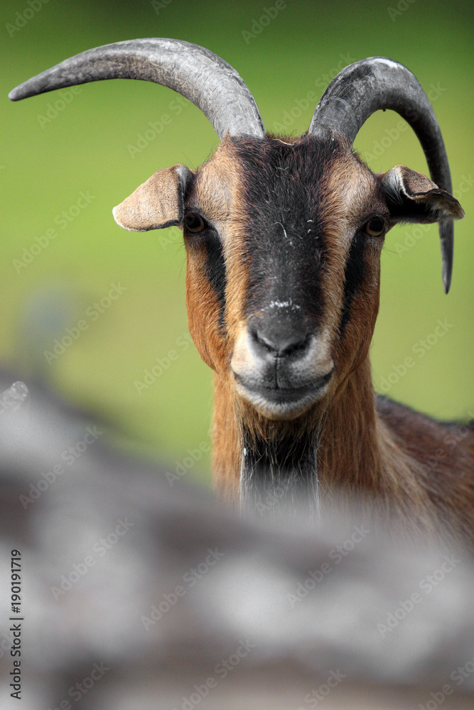 Single African Pygmy goat in zoological garden Single African Pygmy goat in zoological garden