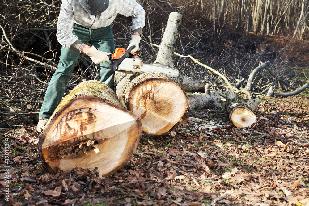 Fototapeta premium Lumberjack using chainsaw cutting big tree during the autumn