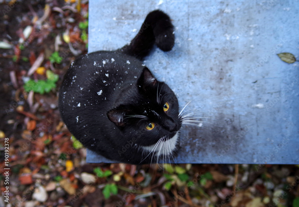 schwarz-weiße Europäisch Kurzhaar Katze mit ersten Schneeflocken auf dem  Fell Stock-Foto | Adobe Stock