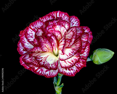 Carnation