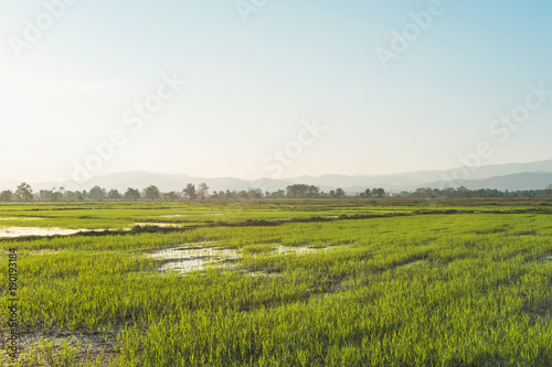 Landscape of greenfield and rice seedlings, A farms with the rice seedlings in the morning. © Phanithi