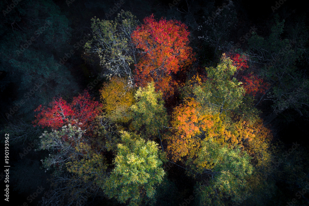 Artistic edit of aerial view of colorful fall foliage seen directly above