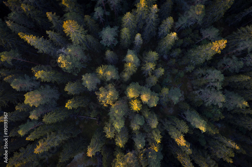 Aerial view of a forest at golden sunrise seen directly above © Jamo Images