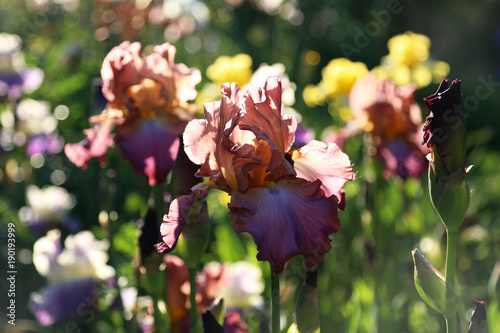 Fototapeta Naklejka Na Ścianę i Meble -  Flowering of bright irises in the spring garden. Sunny day.