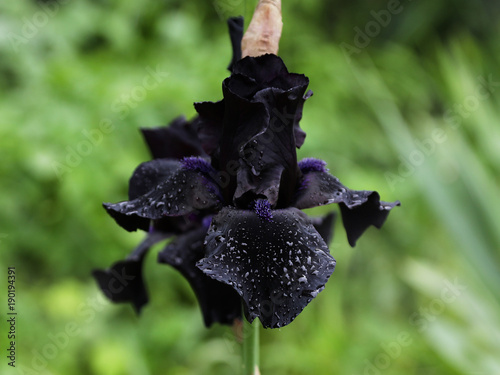Fototapeta Naklejka Na Ścianę i Meble -  Blooming black hybrid iris 