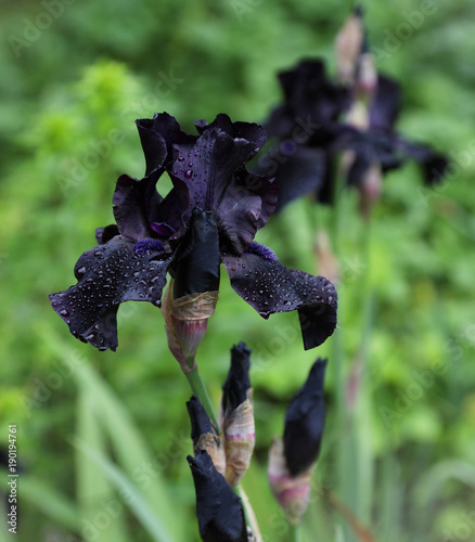 Fototapeta Naklejka Na Ścianę i Meble -  Blooming black hybrid iris 