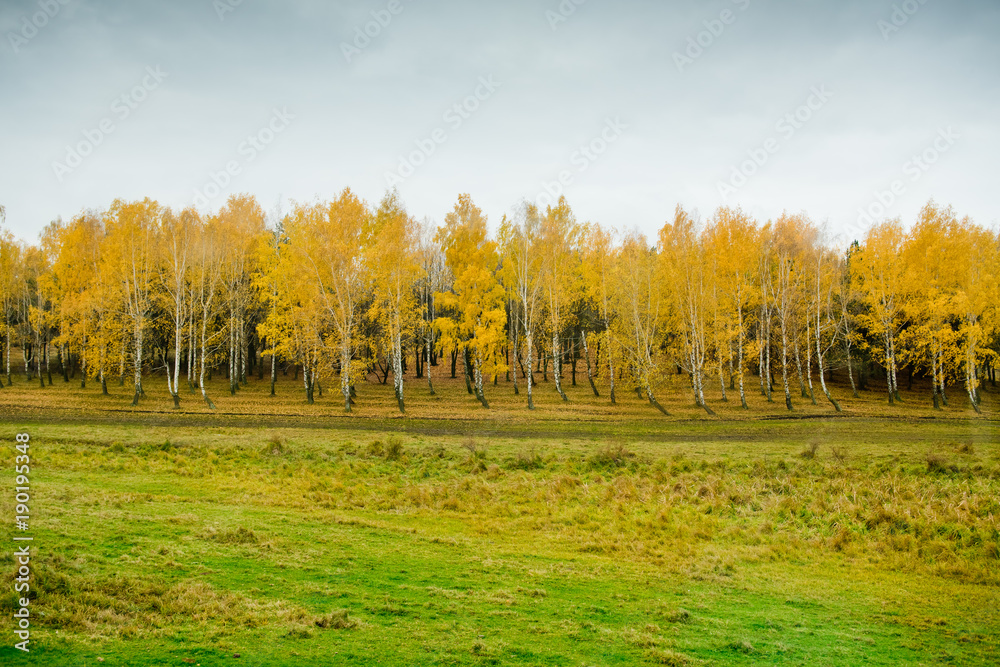 Autumn landscape - yellow trees.