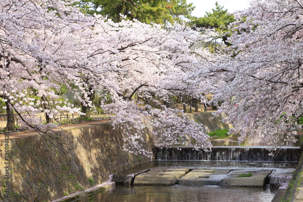 桜満開の夙川公園、兵庫県西宮市にて