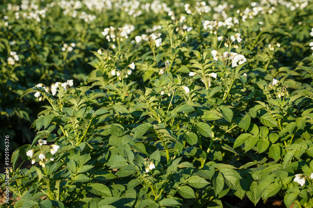 Obraz premium Potato flowers blooming in the field. Field with flourishing potato plants (Solanum tuberosum).