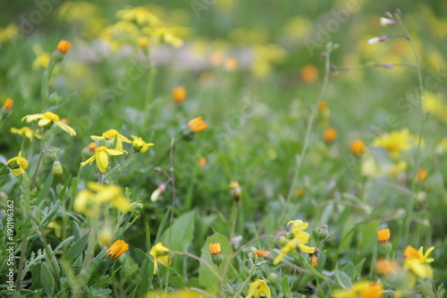 Wild yellow small flowers © ame kamura