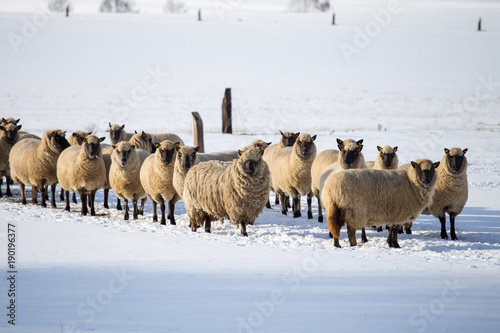 Flock of sheep in winter. Sheep in the snow