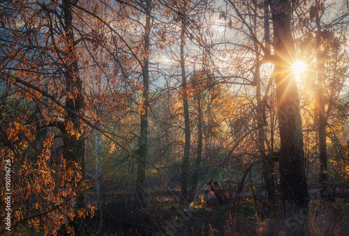 autumn forest in the evening mist © smolskyevgeny