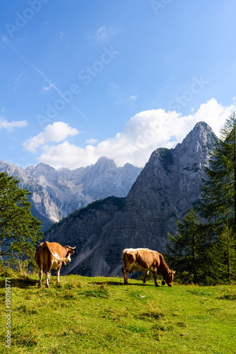 Cattle Grazing with the view of Julian Alps, Slovenia © Yaya Ernst