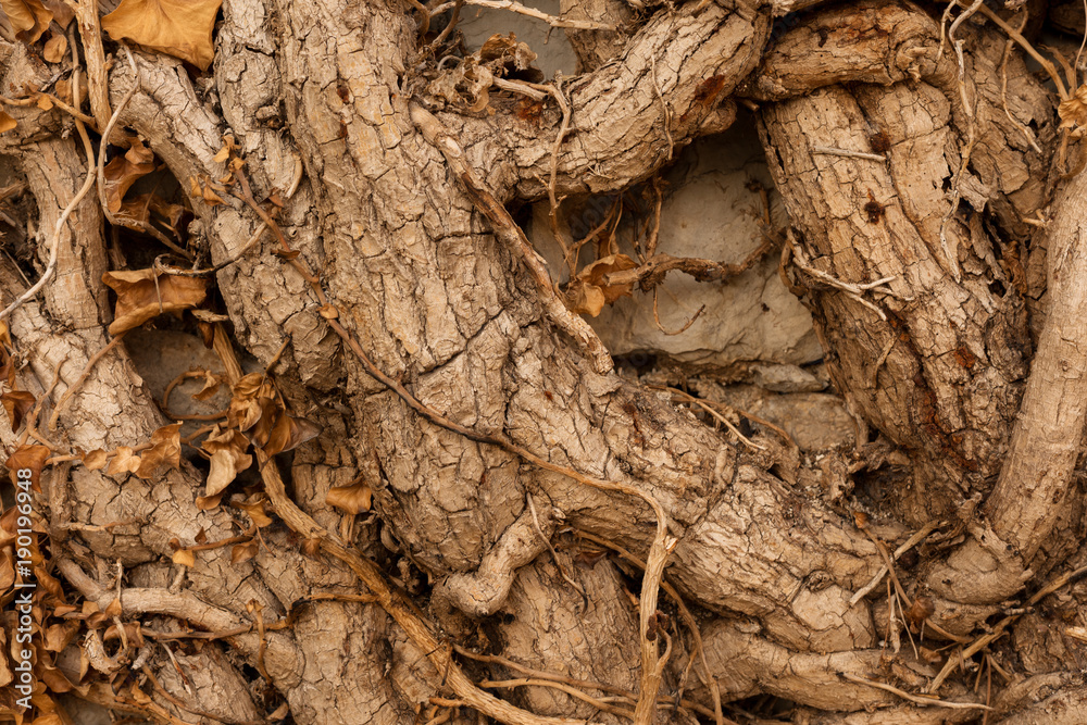 Close-up - the thin and thick stems of the roots of trees woven among themselves with fallen yellow leaves. Background image. Conceptual wallpaper Close-up - the thin and thick stems of the roots of trees woven among themselves with fallen yellow leaves. Background image. Conceptual wallpaper