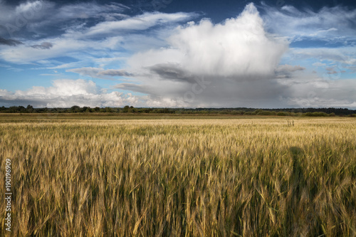 field with ripe ears of wheat