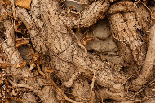 Close-up - the thin and thick stems of the roots of trees woven among themselves with fallen yellow leaves. Background image. Conceptual wallpaper