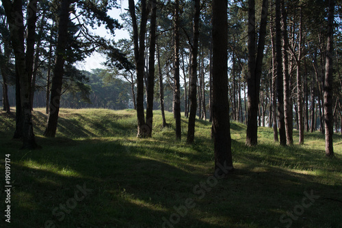 Vimy Ridge woods and trenches France